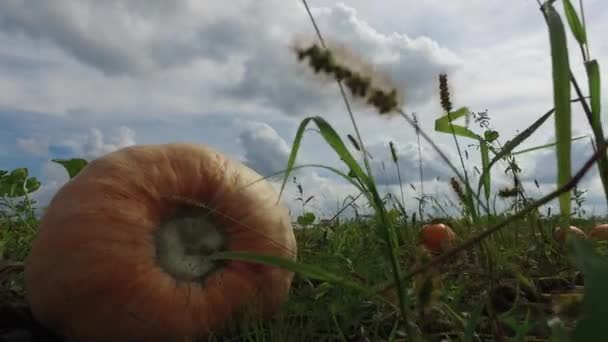 Cucurbita Pepo Dynie Jasnopomarańczowe Polu Rolniczym Jest Rodzajem Winorośli Zielnych — Wideo stockowe