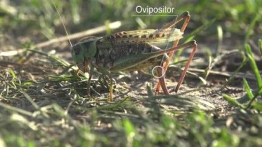 Harici Anatomi Çekirgesi diyagramı, Grasshopper Üzerine Çalışma Notları, Phylum Arthropoda. Çalı cırcır böcekleri yumurtalıklarını kullanarak Dünya 'ya yumurtalarını almaya zorlarlar. 