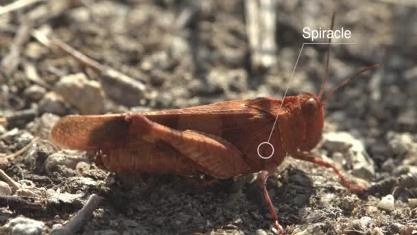 Зовнішня Анатомічна Діаграма Коник Study Notes Grasshopper Dissosteira Carolina Carolina — стокове відео