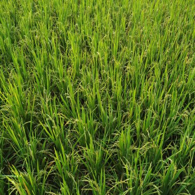 Akşam güzel tayland pirinç tarlası.