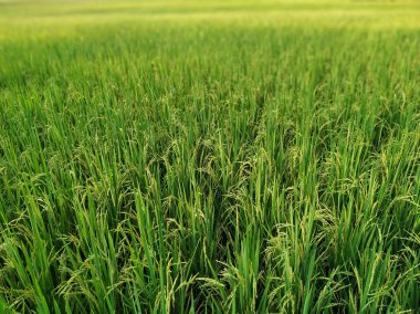 Akşam güzel tayland pirinç tarlası.