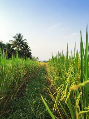 Akşam güzel tayland pirinç tarlası.