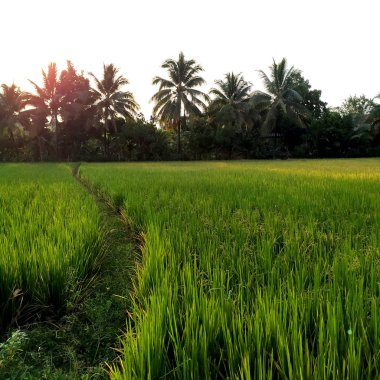 Akşam güzel tayland pirinç tarlası.