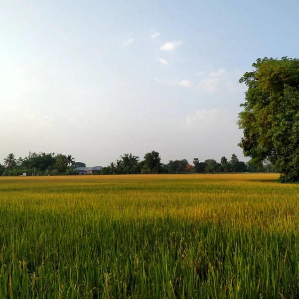 Vackra Thailand Risfält Kvällen — Stockfoto