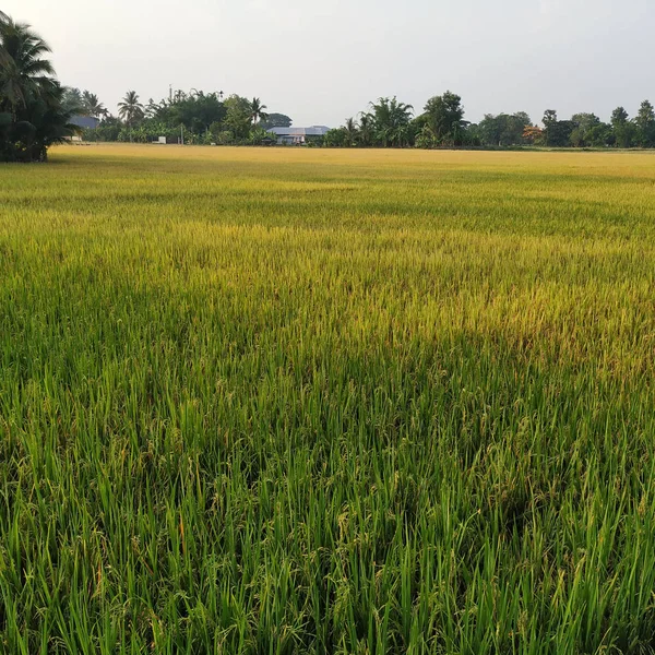 Mooie Thailand Rijstveld Avond — Stockfoto