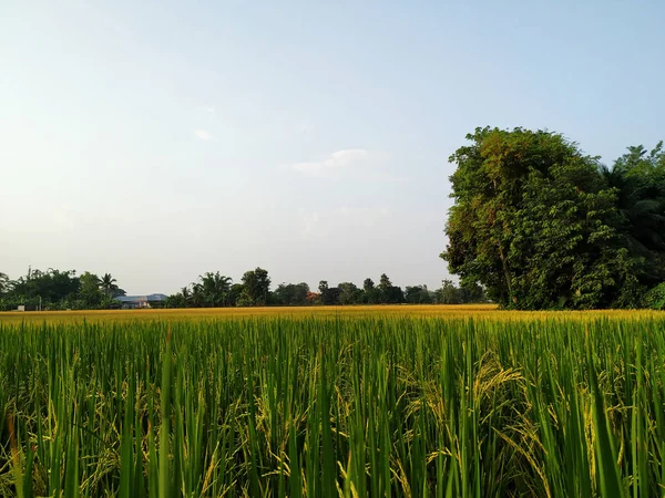 Hermoso Campo Arroz Tailandia Noche —  Fotos de Stock