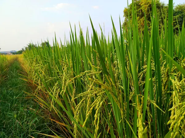 Belo Campo Arroz Tailandês Noite — Fotografia de Stock