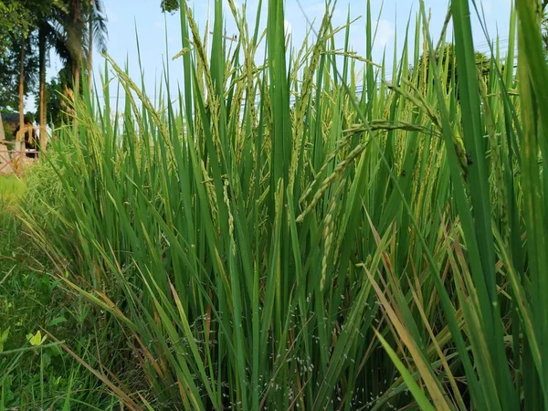 Belo Campo Arroz Tailandês Noite — Fotografia de Stock