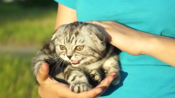 Шотландське кошеня зі смугастими вухами в руках свого улюбленого власника. Маленька домашня тварина. Любов і прихильність людей до тварин — стокове відео