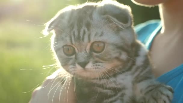 Gestreepte lop-eared Schotse kitten in de handen van zijn geliefde eigenaar in de stralen en schittering van de zon. Klein huisdier. Liefde en genegenheid van mensen voor dieren — Stockvideo