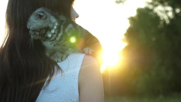 Een mooi meisje heeft een kitten en een streling bij zonsondergang. Klein huisdier. Schotse vouw kat isret. Purebred kat met de eigenaar — Stockvideo