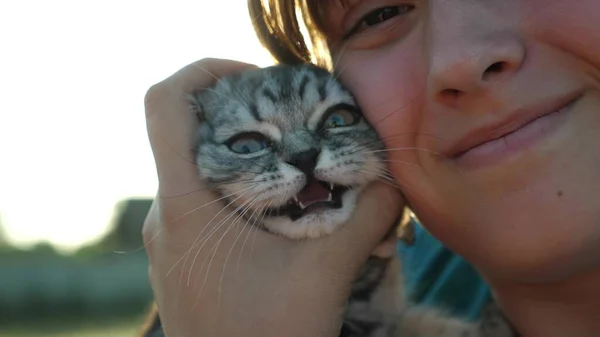 Kitten et fille dans l'éblouissement du soleil couchant. Chaton écossais à oreilles nues rayées entre les mains de son propriétaire bien-aimé. Petit animal de compagnie. Amour et affection des hommes pour les animaux — Photo