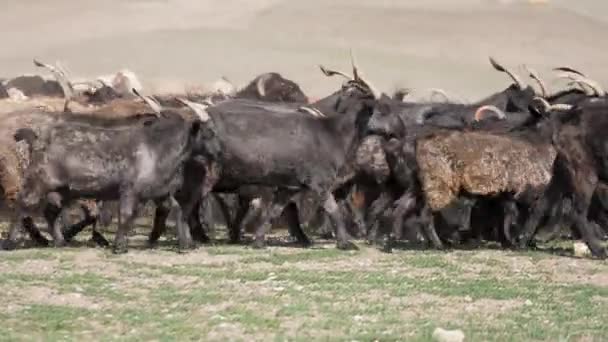 A herd of goats is being driven across the field. Rural animal husbandry. Goat milk and fluff — Stock Video