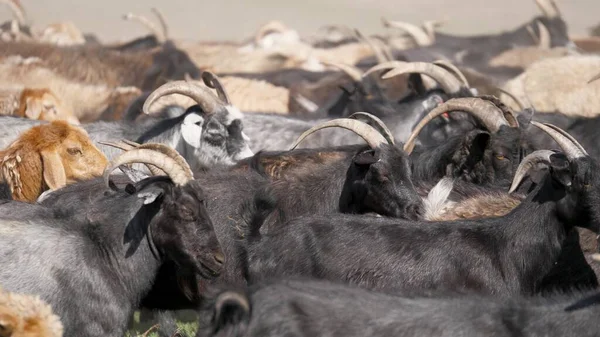 Una manada de cabras está siendo conducida a través del campo. Ganadería rural. Leche de cabra y pelusa —  Fotos de Stock
