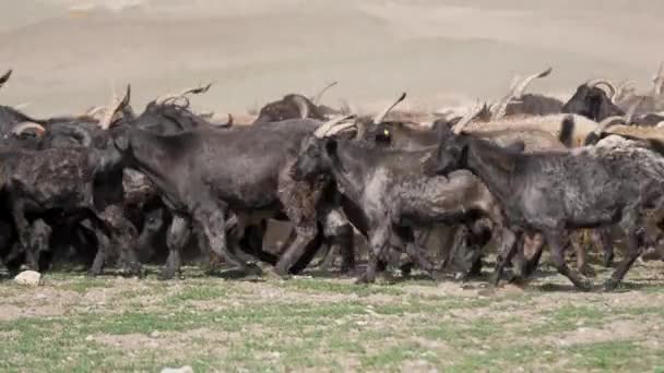 Uma manada de cabras e ovelhas está correndo pelo campo, levantando poeira. Lã e para baixo de animais de estimação. Criação de bovinos — Vídeo de Stock