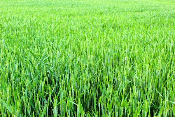 Campo Trigo País Trigo Verde Ucrania — Foto de Stock