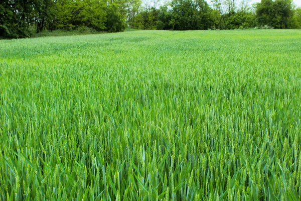Campo Trigo País Trigo Verde Ucrania — Foto de Stock
