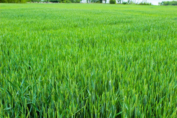 Campo Trigo País Trigo Verde Ucrania — Foto de Stock