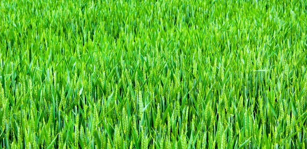 Пшеничне Поле Країна Зелена Пшениця Україна — стокове фото