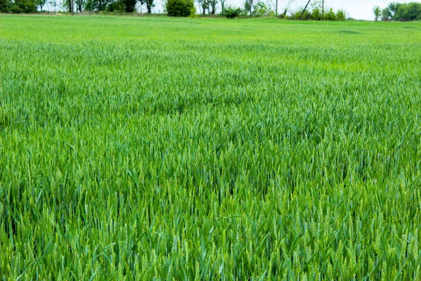 Campo Trigo País Trigo Verde Ucrania — Foto de Stock