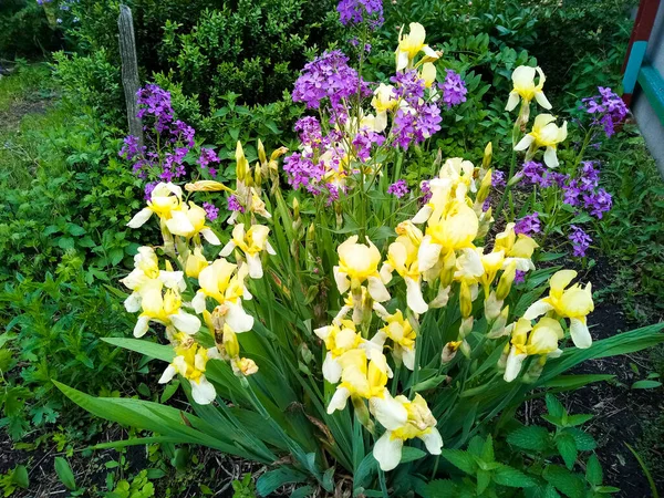 Frühlingsblumen Blühten Garten — Stockfoto