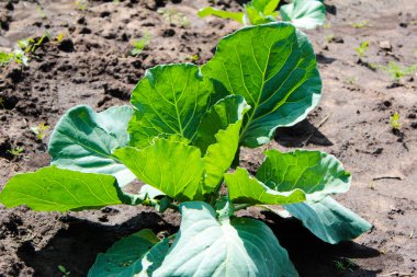 Ukrayna 'da orman kuşağında yeşil ağaçlar