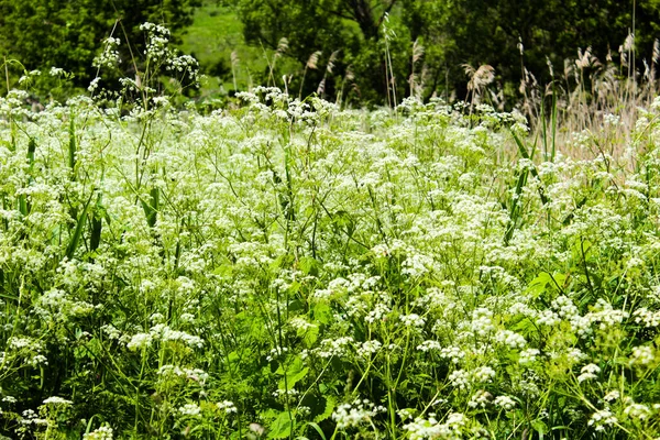 Alberi Verdi Una Cintura Foresta Ucraina — Foto Stock