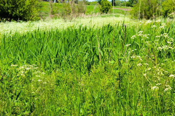 Groene Bomen Een Bosgordel Oekraïne — Stockfoto