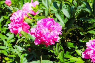 Şakayıklar uzun süre çiçeklendi bahçede pembe şakayıklar çiçek açtı.