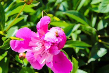 Şakayıklar uzun süre çiçeklendi bahçede pembe şakayıklar çiçek açtı.