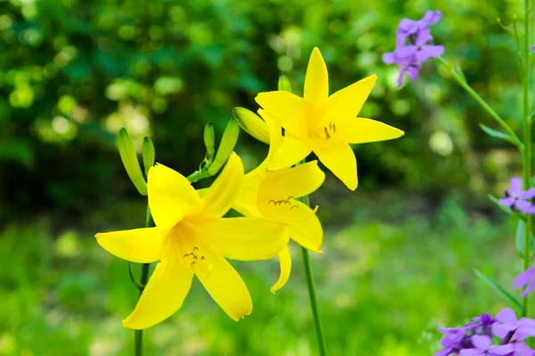 Flores Sino Amarelo Florescem Jardim Ucrânia — Fotografia de Stock