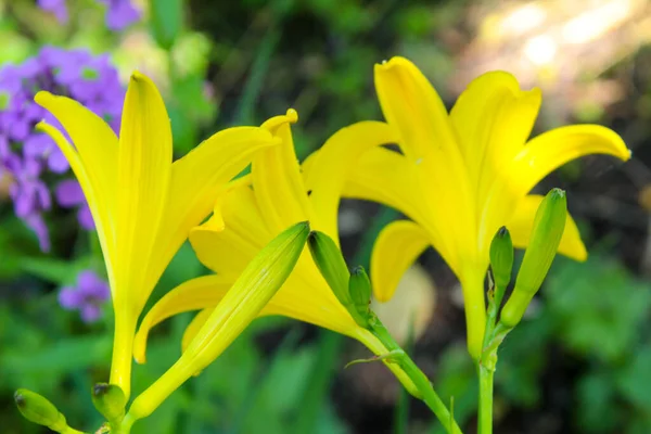 Flores Campana Amarilla Florecen Jardín Ucrania —  Fotos de Stock