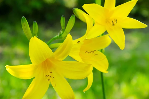 Yellow bell flowers bloom in the garden in Ukraine