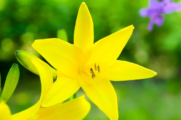 Gul Klocka Blommor Blommar Trädgården Ukraina — Stockfoto