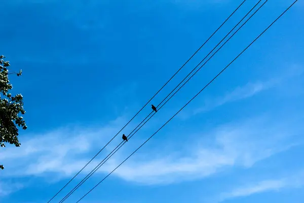 Starlings Σχετικά Καλώδια Των Γραμμών Ηλεκτρικής Ενέργειας Στην Ουκρανία — Φωτογραφία Αρχείου