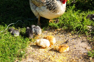 Anne tavuğu çimenlerde otluyor.