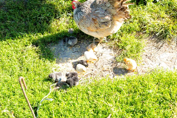 Мама Курица Клешнями Лужайке — стоковое фото