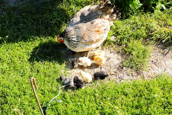 在草坪上粘在一起的小鸡妈妈在吃草 — 图库照片