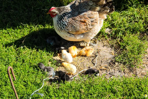 Mom Chicken Clings Lawn Graze — Stock Photo, Image