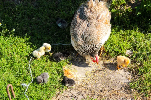 Mãe Frango Com Colagens Gramado Pastar — Fotografia de Stock