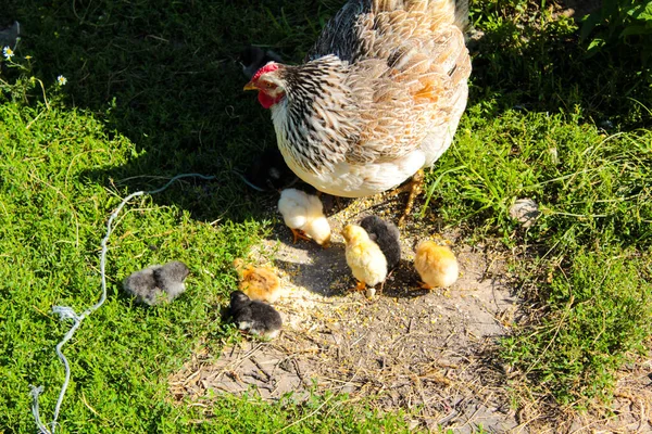 Mama Kurczak Przywiera Trawniku Wypas — Zdjęcie stockowe