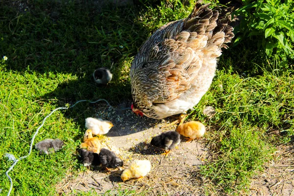 Mama Kurczak Przywiera Trawniku Wypas — Zdjęcie stockowe