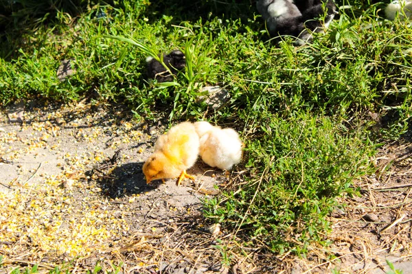 Mom Ayam Dengan Menempel Rumput Merumput — Stok Foto