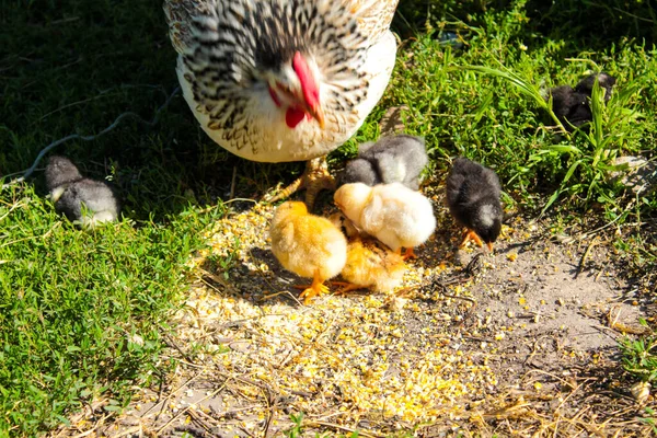 Mom Chicken Clings Lawn Graze — Stock Photo, Image