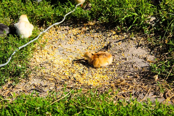 Mama Kurczak Przywiera Trawniku Wypas — Zdjęcie stockowe