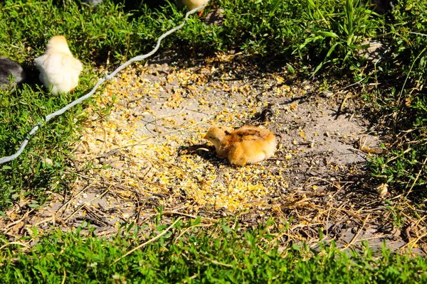 Mom Chicken Clings Lawn Graze — Stock Photo, Image