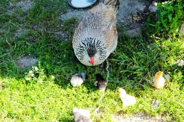 Mãe Frango Com Colagens Gramado Pastar — Fotografia de Stock