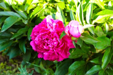 Ukrayna 'da bir bahçede mor şakayık çiçekleri