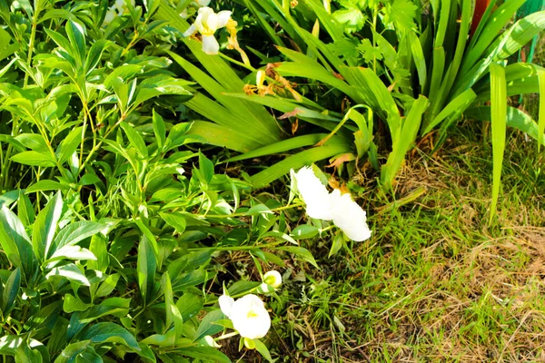 Flores Peonía Blanca Jardín Ucrania —  Fotos de Stock