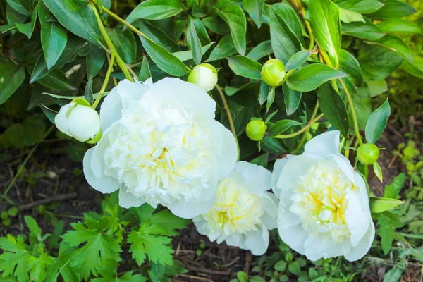 White Peony Flowers Garden Ukraine — Stock Photo, Image
